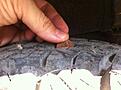Click image for larger version

Name:	IMG_5428.jpg
Views:	483
Size:	46.3 KB
ID:	173259
