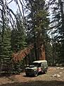 Click image for larger version

Name:	defender in the trees.jpg
Views:	2039
Size:	168.1 KB
ID:	174368